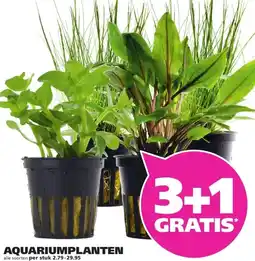 Ranzijn AQUARIUMPLANTEN aanbieding