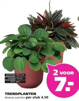 Ranzijn TRENDPLANTEN aanbieding