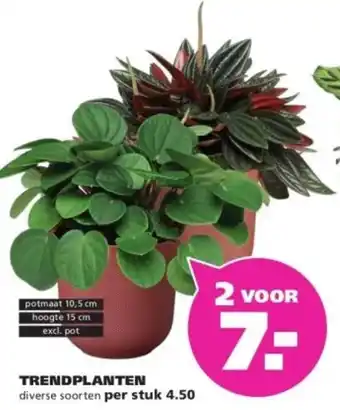 Ranzijn Trendplanten aanbieding