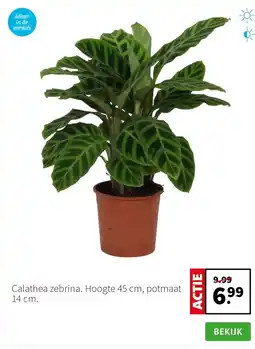 Intratuin Calathea zebrina. Hoogte 45 cm, potmaat 14 cm. aanbieding