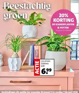 Intratuin CALATHEA ZEBRINA aanbieding