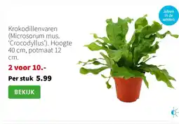 Intratuin Krokodillenvaren (Microsorum mus. ‘Crocodyllus’). Hoogte 40 cm, potmaat 12 cm. aanbieding