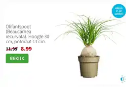 Intratuin Olifantspoot (Beaucarnea recurvata). Hoogte 30 cm, potmaat 11 cm. aanbieding