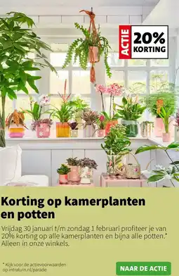 Intratuin Korting op kamerplanten en potten aanbieding