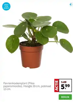 Intratuin Pannenkoekenplant (Pilea peperomioides). Hoogte 20 cm, potmaat 12 cm. aanbieding