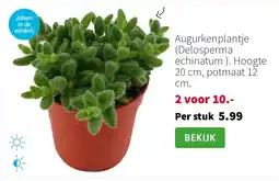 Intratuin Augurkenplantje (Delosperma echinatum ). Hoogte 20 cm, potmaat 12 cm. aanbieding