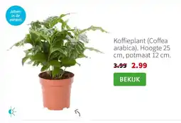 Intratuin Koffieplant (Coffea arabica). Hoogte 25 cm, potmaat 12 cm. aanbieding