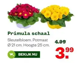 Welkoop Primula schaal aanbieding