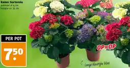 Poiesz Kamer hortensia aanbieding