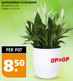 Poiesz Spathiphyllum in keramiek aanbieding