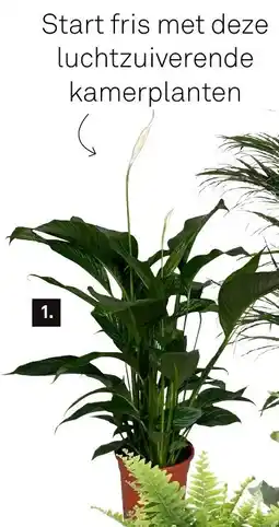 Karwei Spathiphyllum lauretta aanbieding