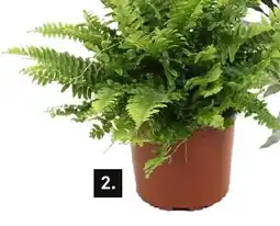 Karwei Nephrolepsis Green Lady aanbieding