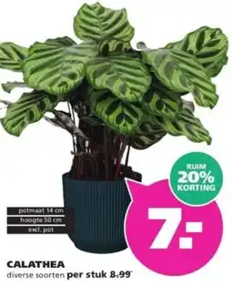 Ranzijn Calathea diverse soorten per stuk 8.99 aanbieding