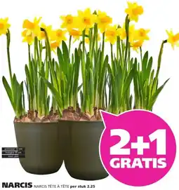Ranzijn Narcis aanbieding