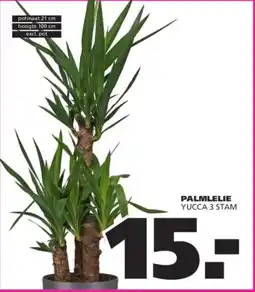 Ranzijn Palmlelie yucca aanbieding