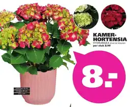 Ranzijn Kamer hortensia hydrangea aanbieding