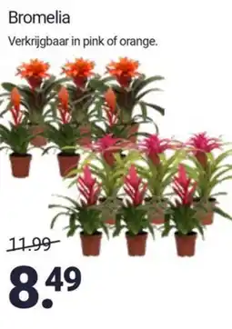 Inter Chalet Bromelia aanbieding
