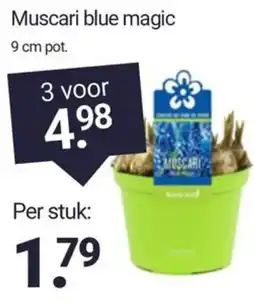 Inter Chalet Muscari blue magic aanbieding