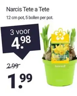 Inter Chalet Narcis Tete a Tete aanbieding