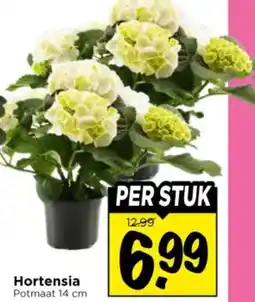 Vomar Voordeelmarkt Hortensia aanbieding