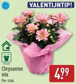 ALDI Chrysanten Mix aanbieding