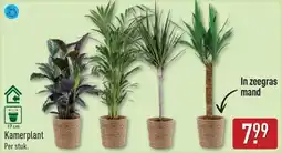 ALDI Kamerplant aanbieding