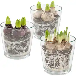 Albert Heijn AH Bollen in glas aanbieding