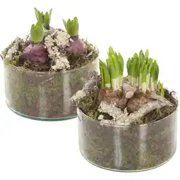 Albert Heijn AH Bollen in cilinderglas laag aanbieding