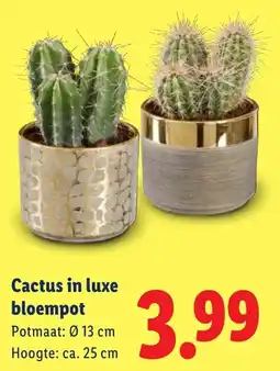 Lidl Cactus in luxe bloempot aanbieding