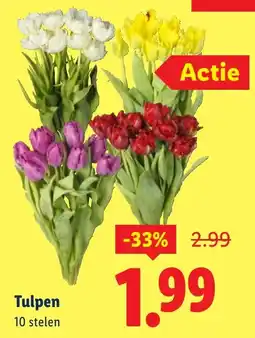 Lidl Tulpen aanbieding