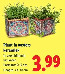 Lidl Plant in oosters keramiek aanbieding