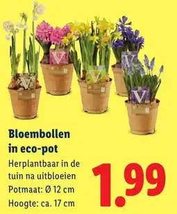 Lidl Bloembollen in Eco Pot aanbieding