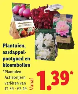 Lidl Plantuien, Aardappel pootgoed en Bloembollen aanbieding
