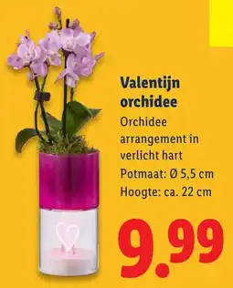 Lidl Valentijn Orchidee aanbieding