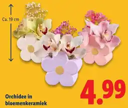 Lidl Orchidee in Bloemenkeramiek aanbieding