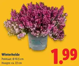 Lidl Winterheide aanbieding