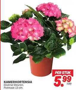 Dekamarkt Kamerhortensia aanbieding