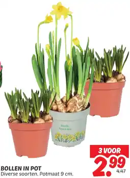 Dekamarkt Bollen in pot aanbieding