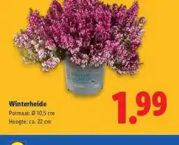 Lidl Winterheide Potmaat: aanbieding