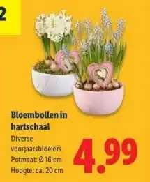 Lidl Bloembollen in hartschaalvoorjaarsbloeiers aanbieding