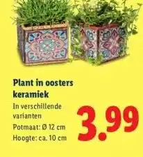 Lidl Plant in oosters keramiek aanbieding