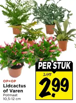 Vomar Voordeelmarkt Lidcactus of Varen aanbieding