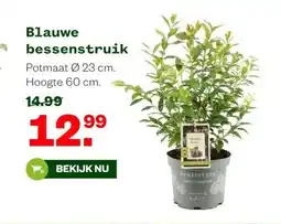 Welkoop Blauwe bessenstruik aanbieding