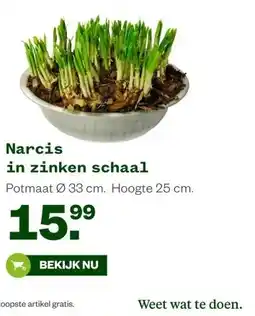 Welkoop Narcis in zinken schaal aanbieding