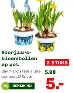 Welkoop Voorjaars- bloembollen op pot aanbieding