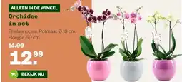 Welkoop Orchidee in pot aanbieding