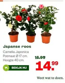 Welkoop Japanse roos aanbieding