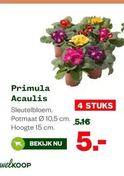 Welkoop Primula Acaulis aanbieding