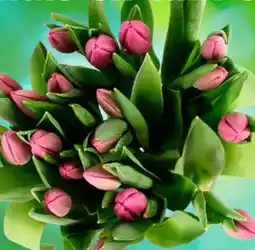 Poiesz Noordertrots tulpen aanbieding