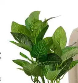 Kwantum Kunstplant Fittonia 27 cm aanbieding